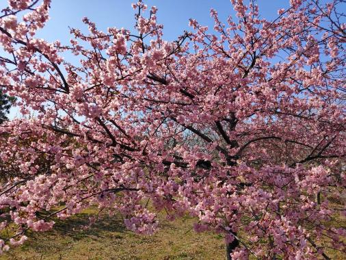 福岡県緑化センター-1