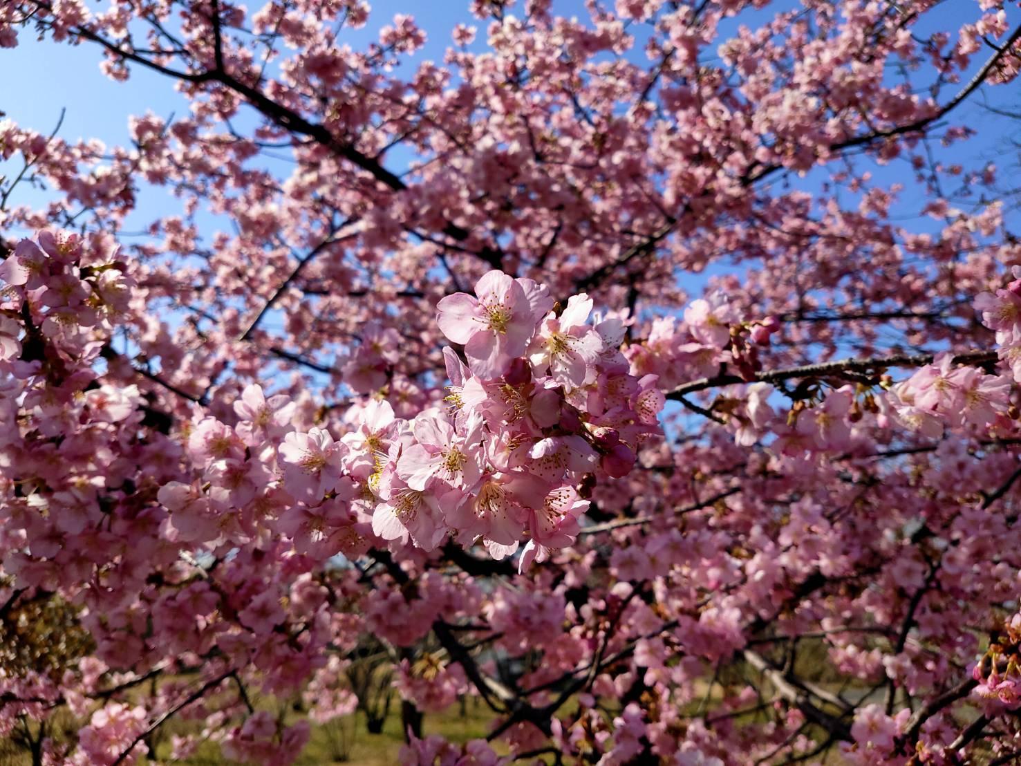 福岡県緑化センター