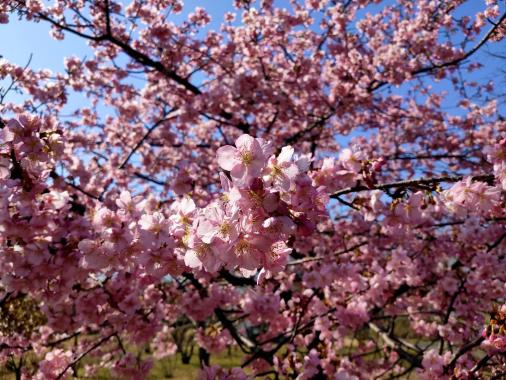 福岡県緑化センター-0