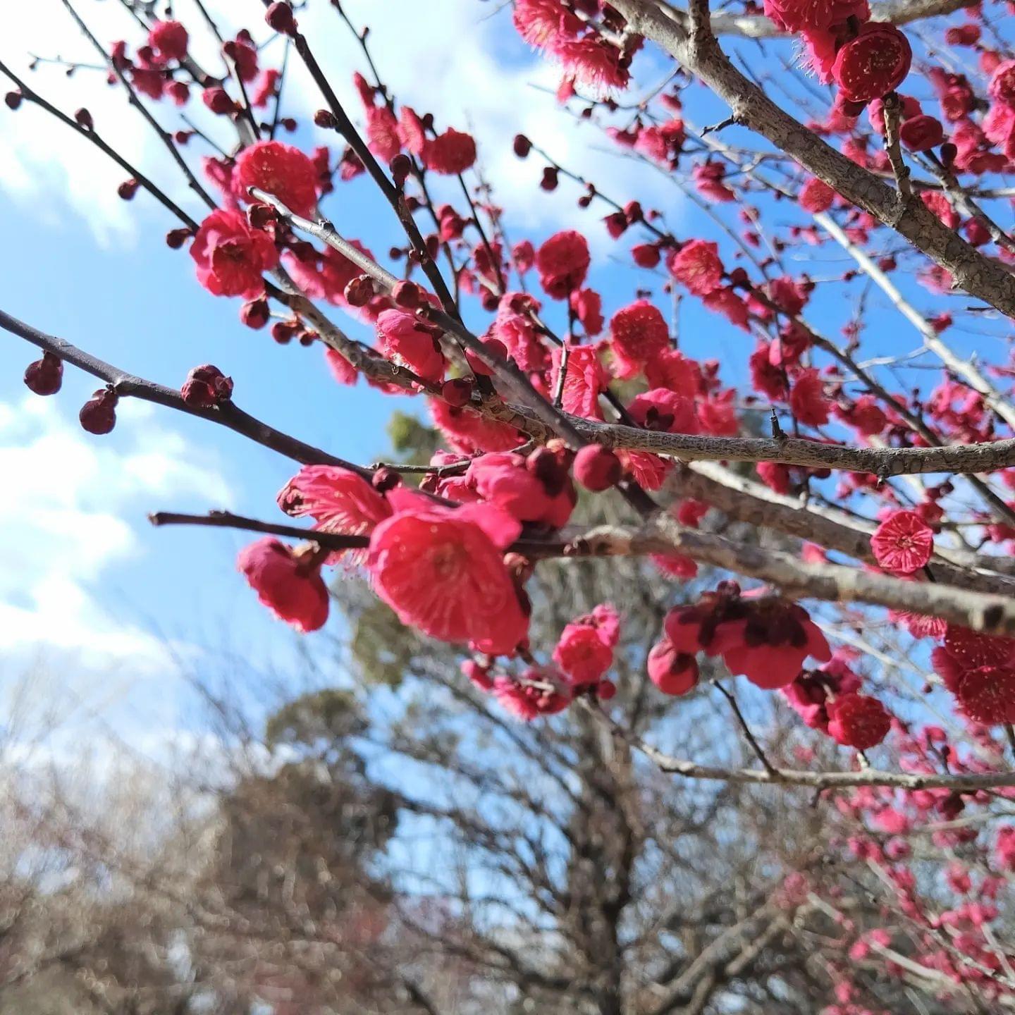 福岡県営筑後広域公園-4