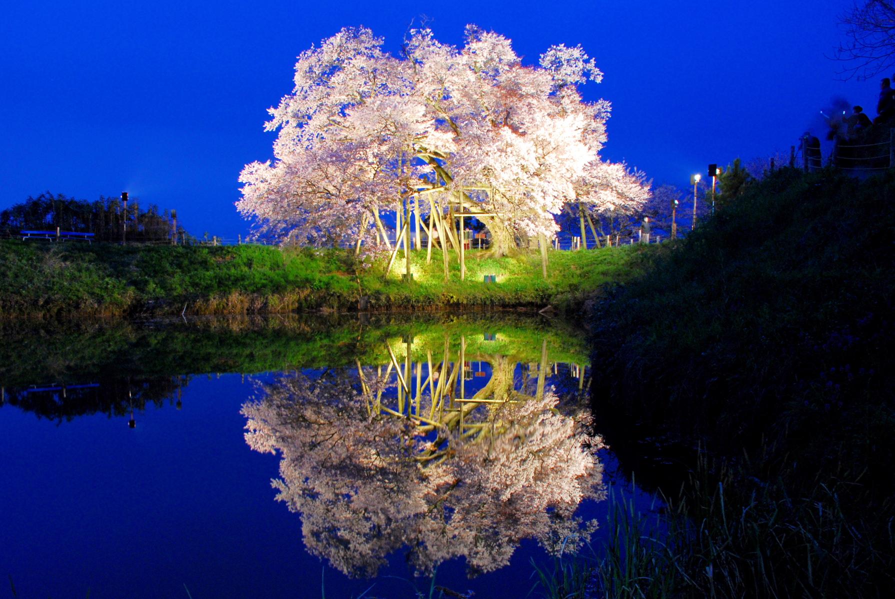 浅井の一本桜-0