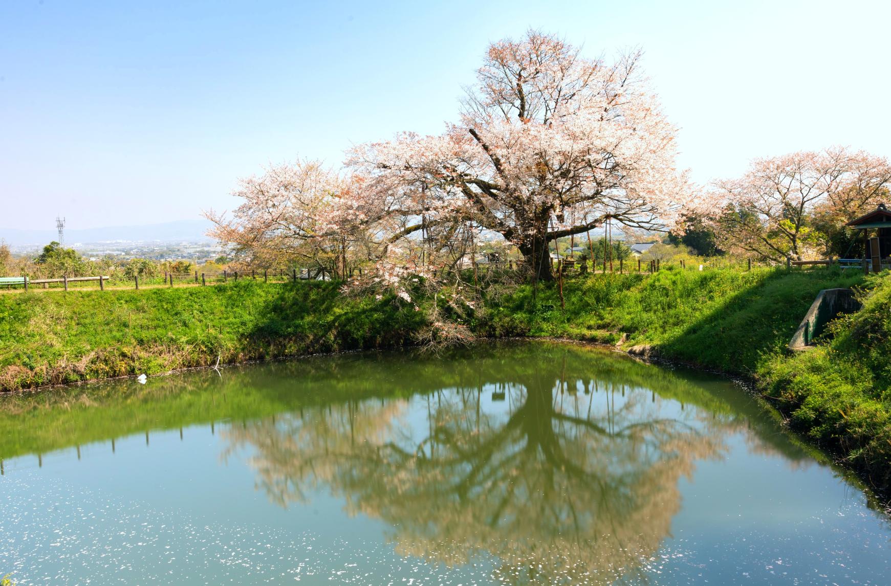浅井の一本桜
