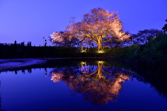 浅井の一本桜-6