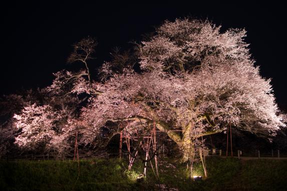 浅井の一本桜-7