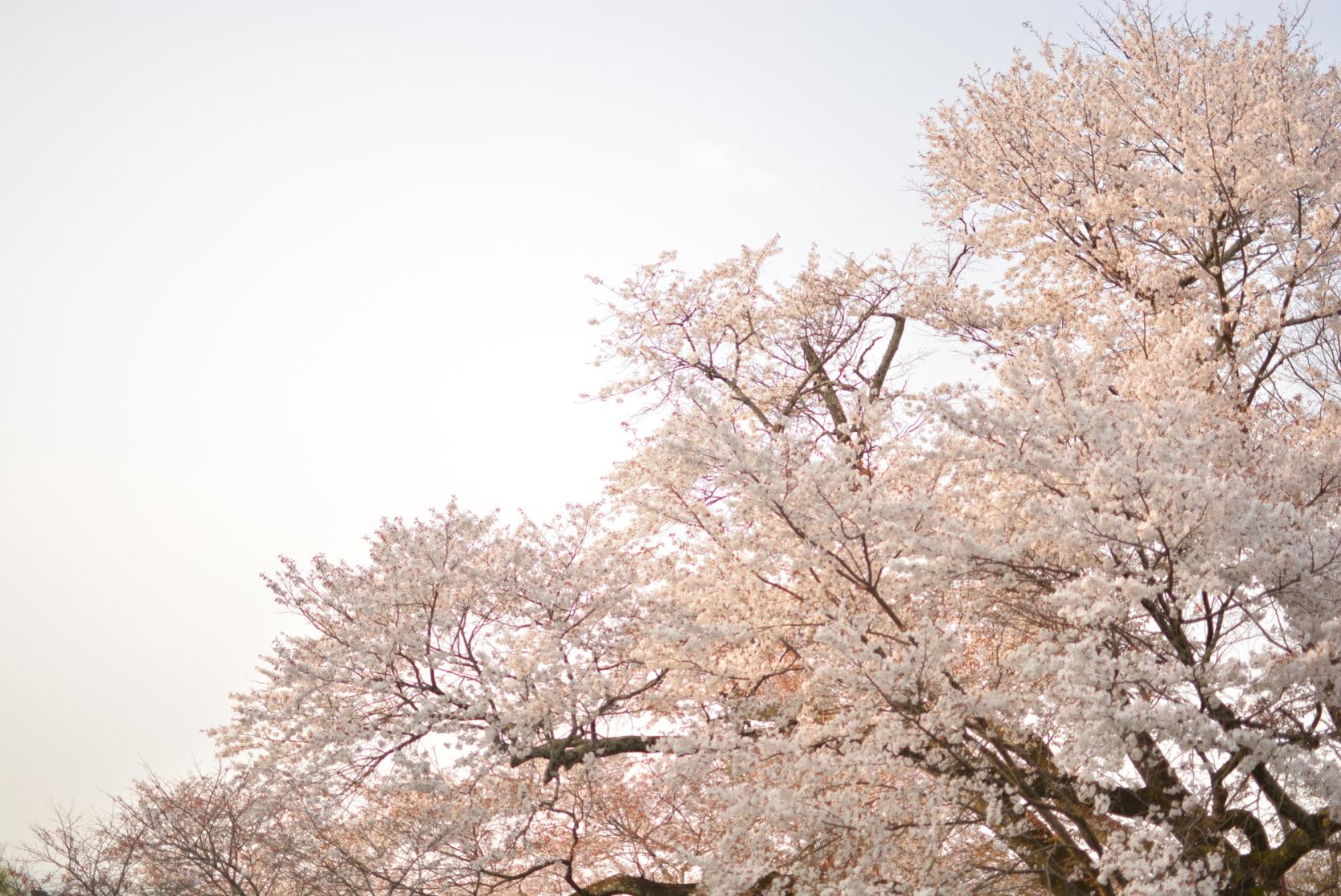 浅井の一本桜-5