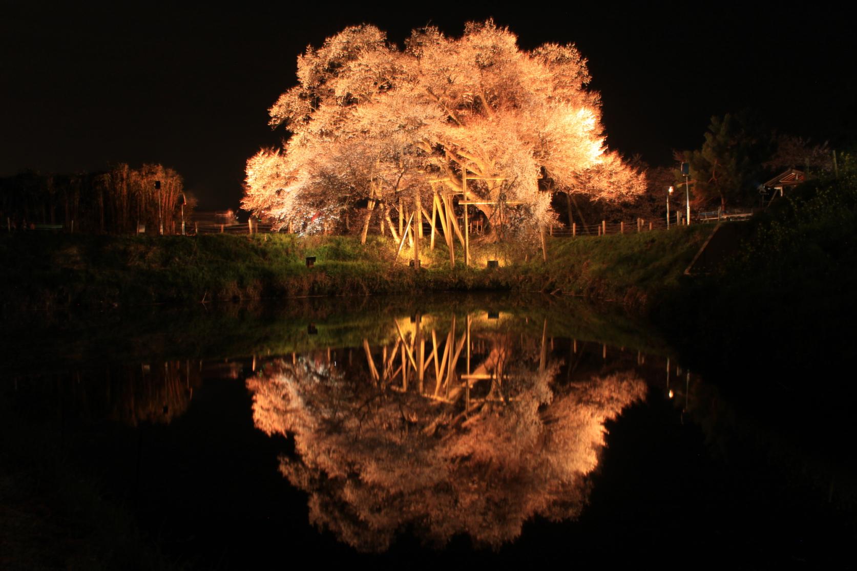 浅井一枝樱花-9