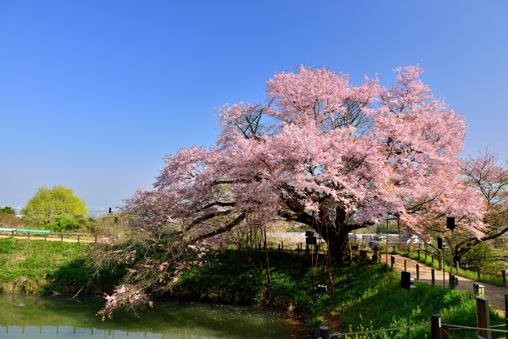 Asai no Ippon cherry blossom-2