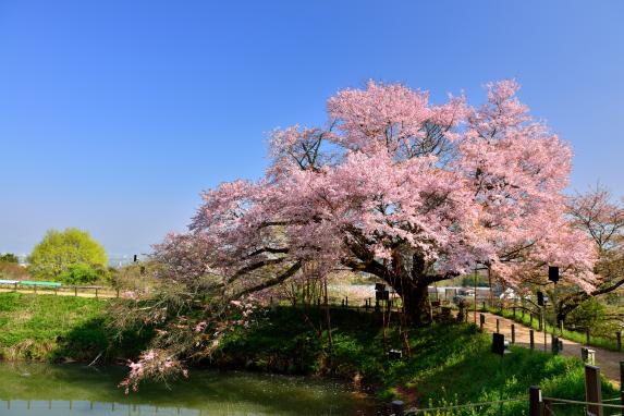 Asai no Ippon cherry blossom-2