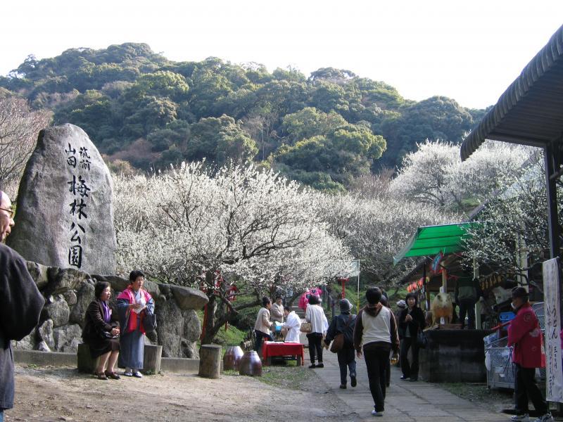 Bairin Park’s Plum Blossom Viewing Festival