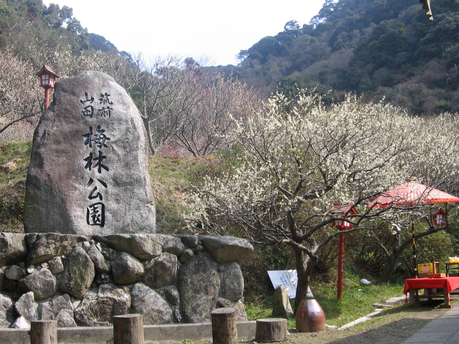 梅林公园观梅会-1