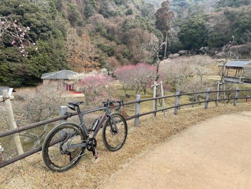 梅林公园观梅会-5