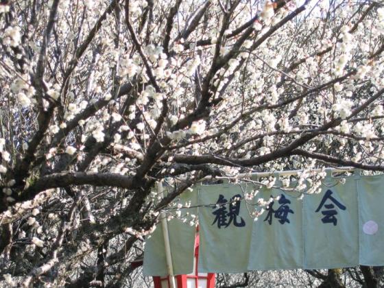 Bairin Park’s Plum Blossom Viewing Festival-1