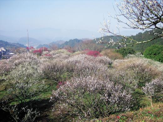 梅林公园观梅会-2