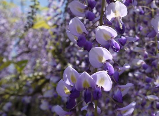 Kurogi Grand Wisteria (Susanoo Shrine)-4