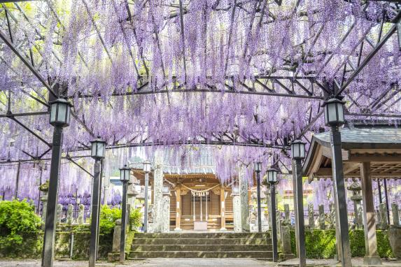 Yame-Kuroki Big Wisteria Festival (Susan Susan Shrine)-5