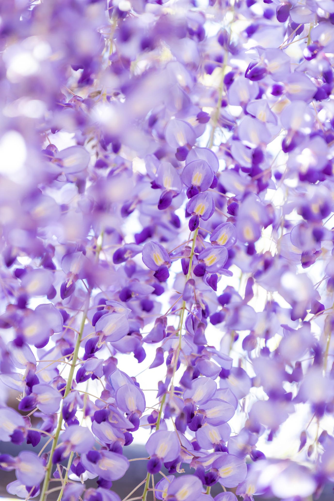 Kurogi Grand Wisteria (Susanoo Shrine)-3