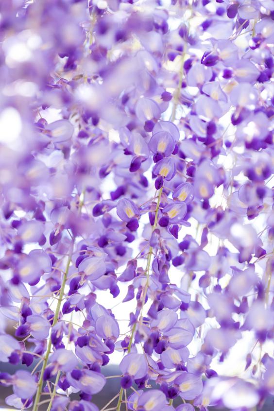 Kurogi Grand Wisteria (Susanoo Shrine)-3