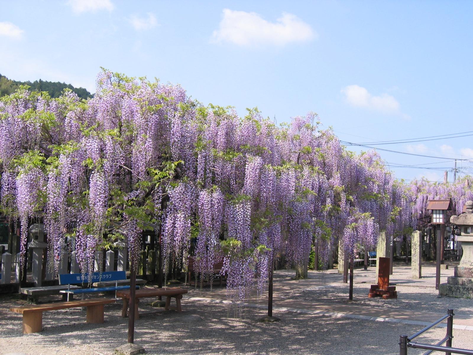 Kurogi Grand Wisteria (Susanoo Shrine)-5