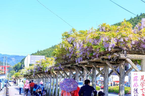 Yame-Kuroki Big Wisteria Festival (Susan Susan Shrine)-6