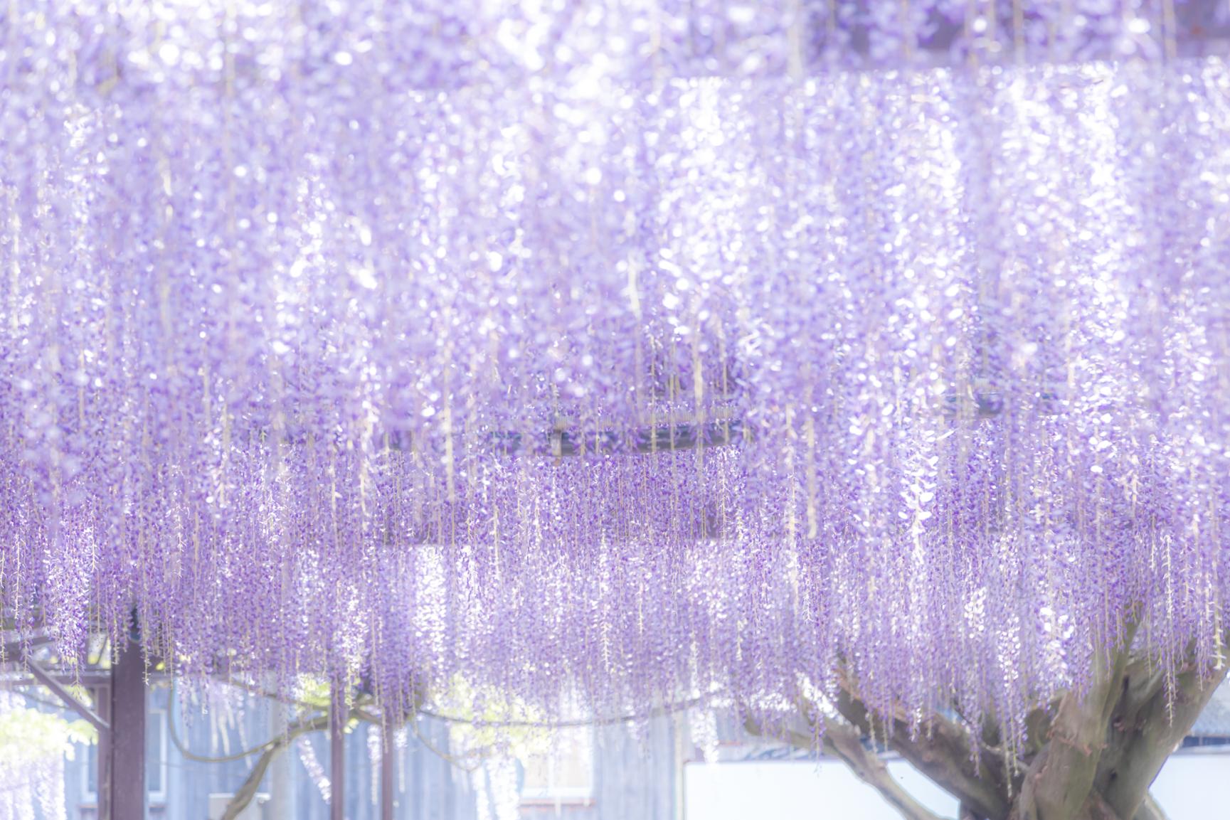 Kurogi Grand Wisteria (Susanoo Shrine)-1