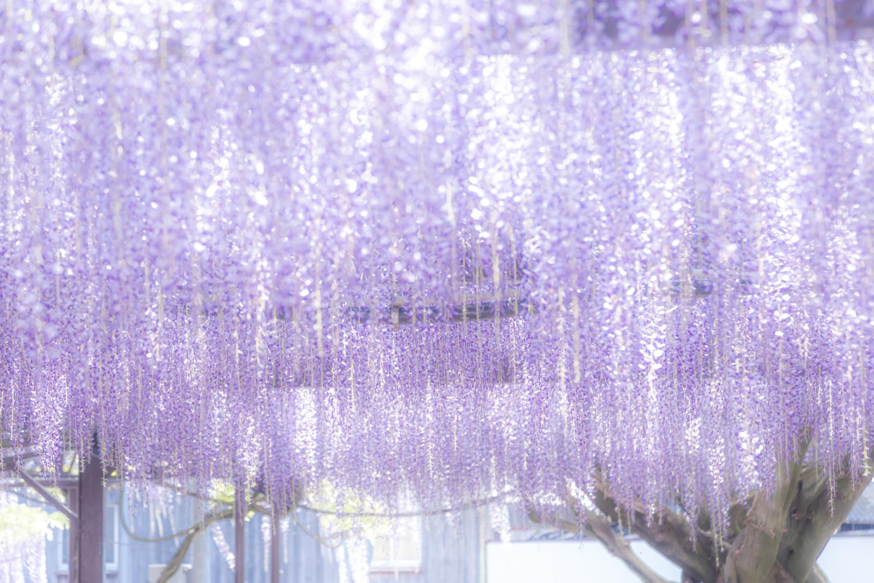 Yame-Kuroki Big Wisteria Festival (Susan Susan Shrine)-1