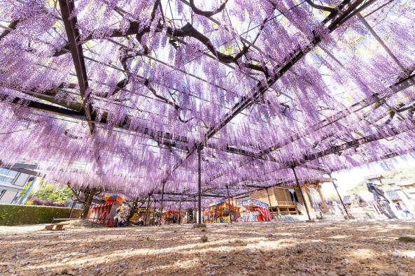 Yame-Kuroki Big Wisteria Festival (Susan Susan Shrine)-4