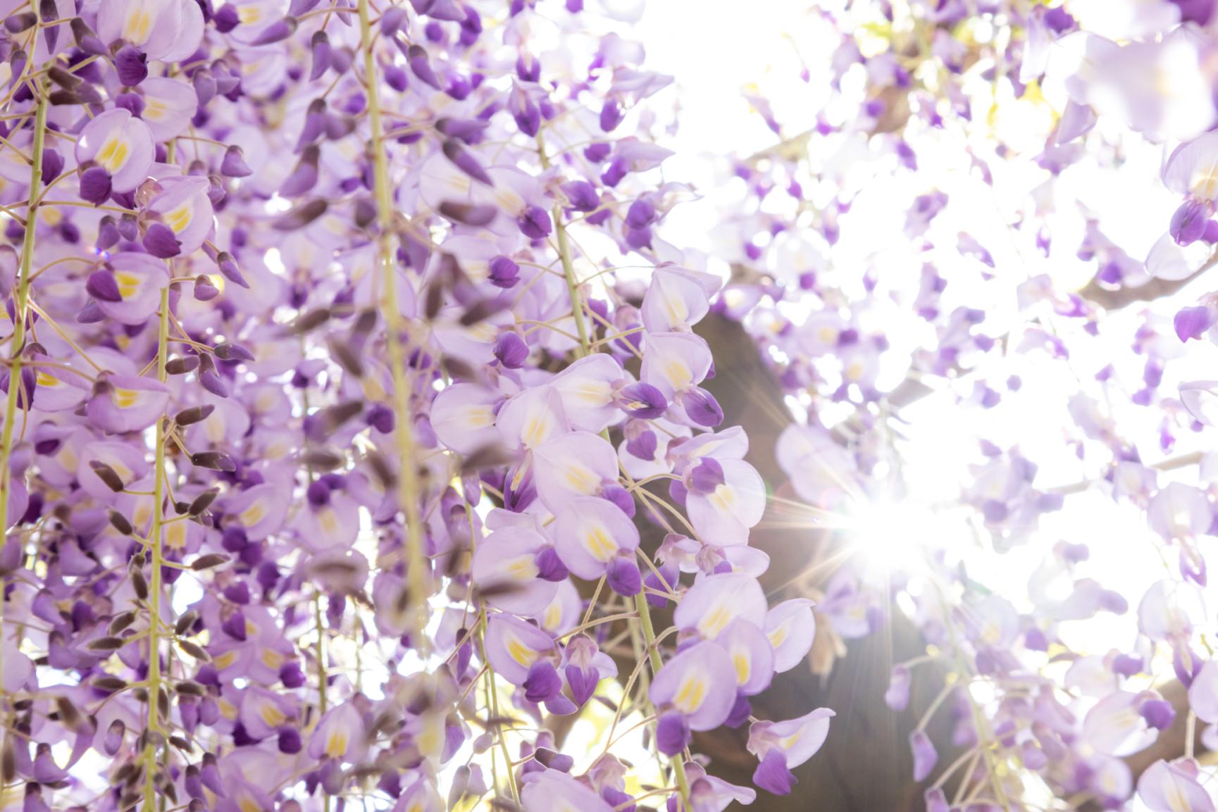 Kurogi Grand Wisteria (Susanoo Shrine)-2