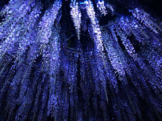 Yame-Kuroki Big Wisteria Festival (Susan Susan Shrine)-8