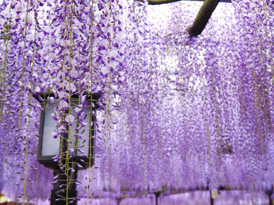 Kurogi Grand Wisteria (Susanoo Shrine)-3