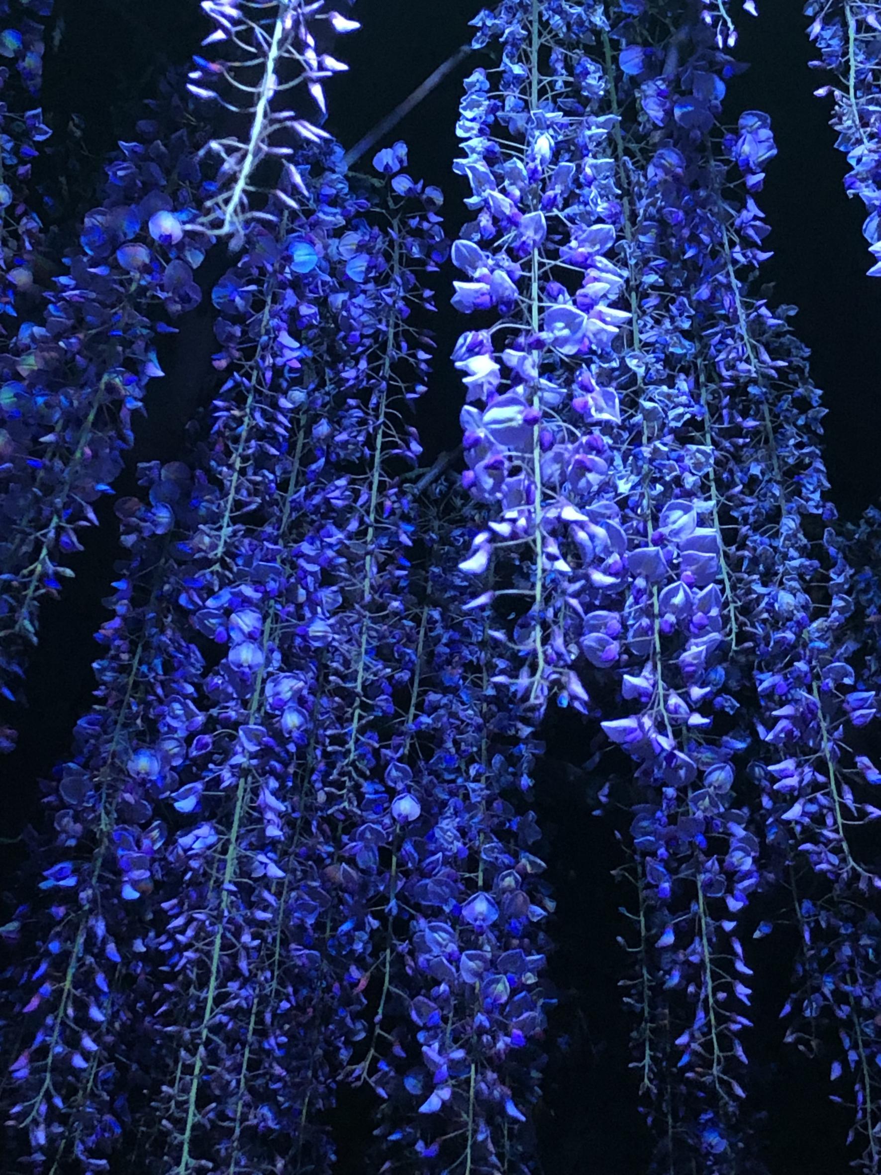 Kurogi Grand Wisteria (Susanoo Shrine)-9