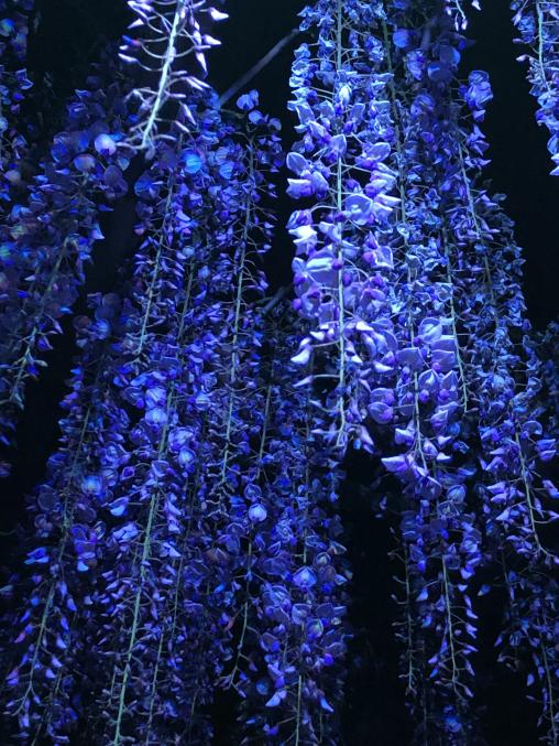 Kurogi Grand Wisteria (Susanoo Shrine)-9