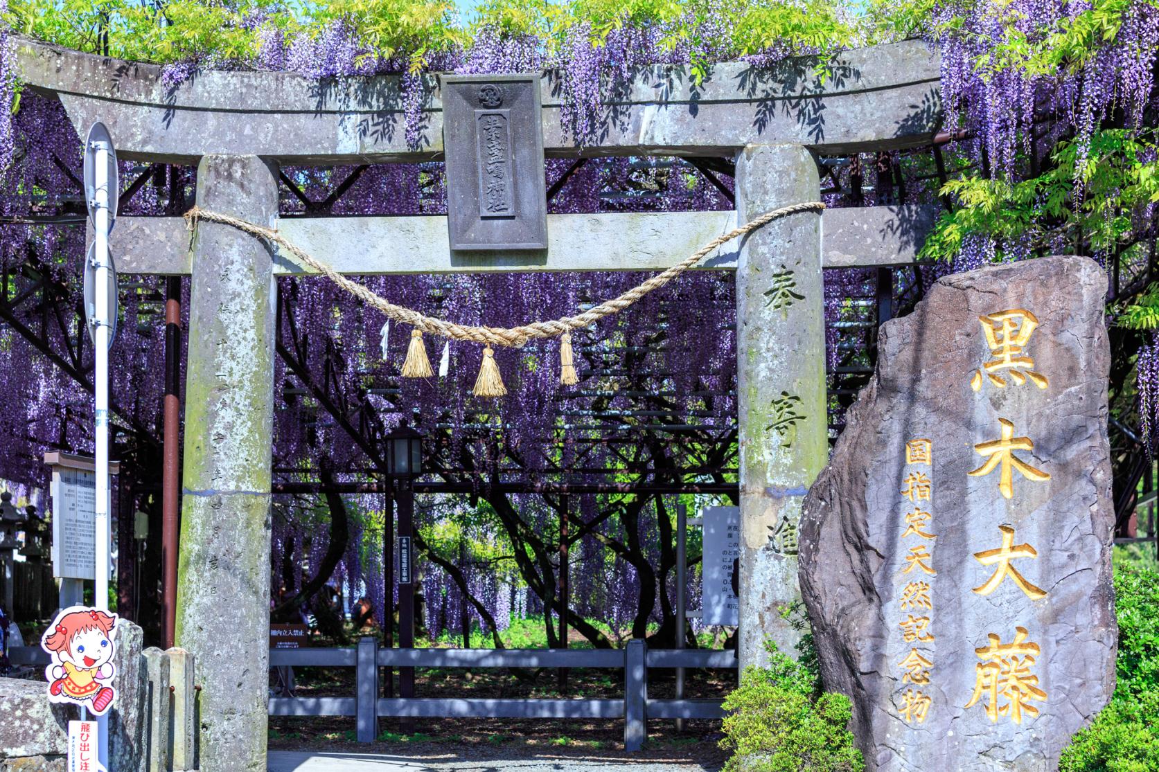 Kurogi Grand Wisteria (Susanoo Shrine)-7