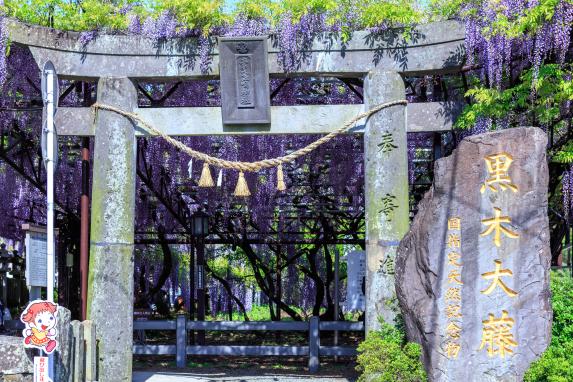 Yame-Kuroki Big Wisteria Festival (Susan Susan Shrine)-7