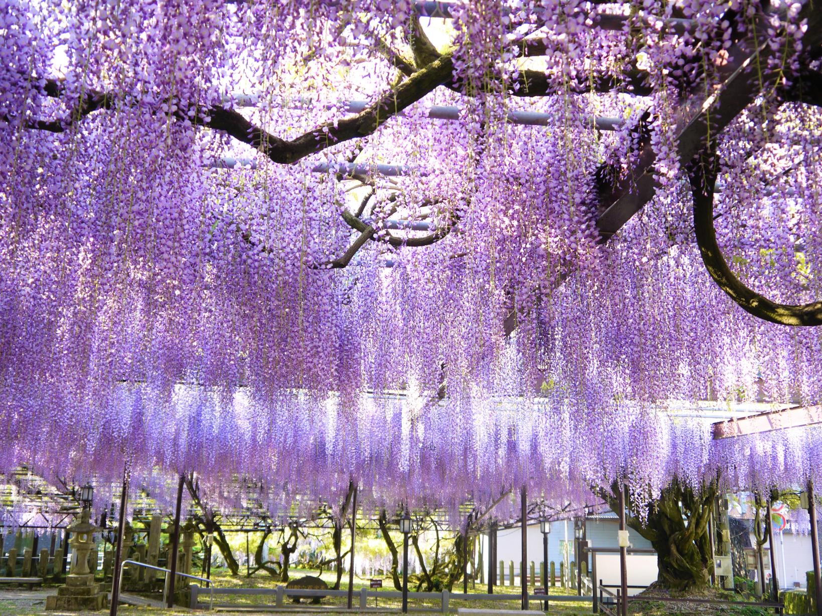 Yame-Kuroki Big Wisteria Festival (Susan Susan Shrine)