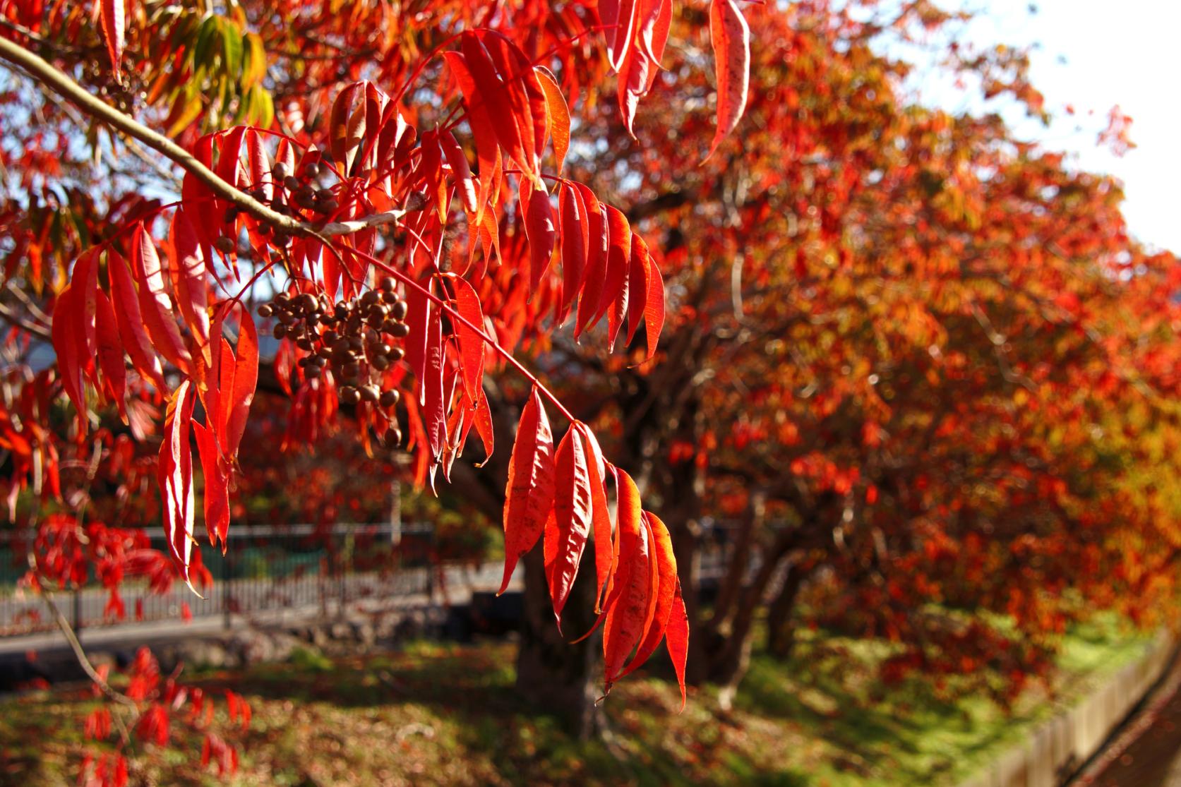 Yanagisaka Wax Tree Festival-1