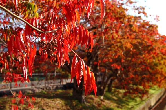 柳坂ハゼ祭り-0