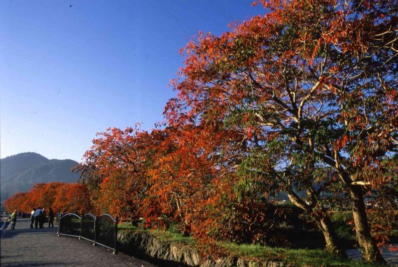 柳坂野漆树（黄栌）节-1