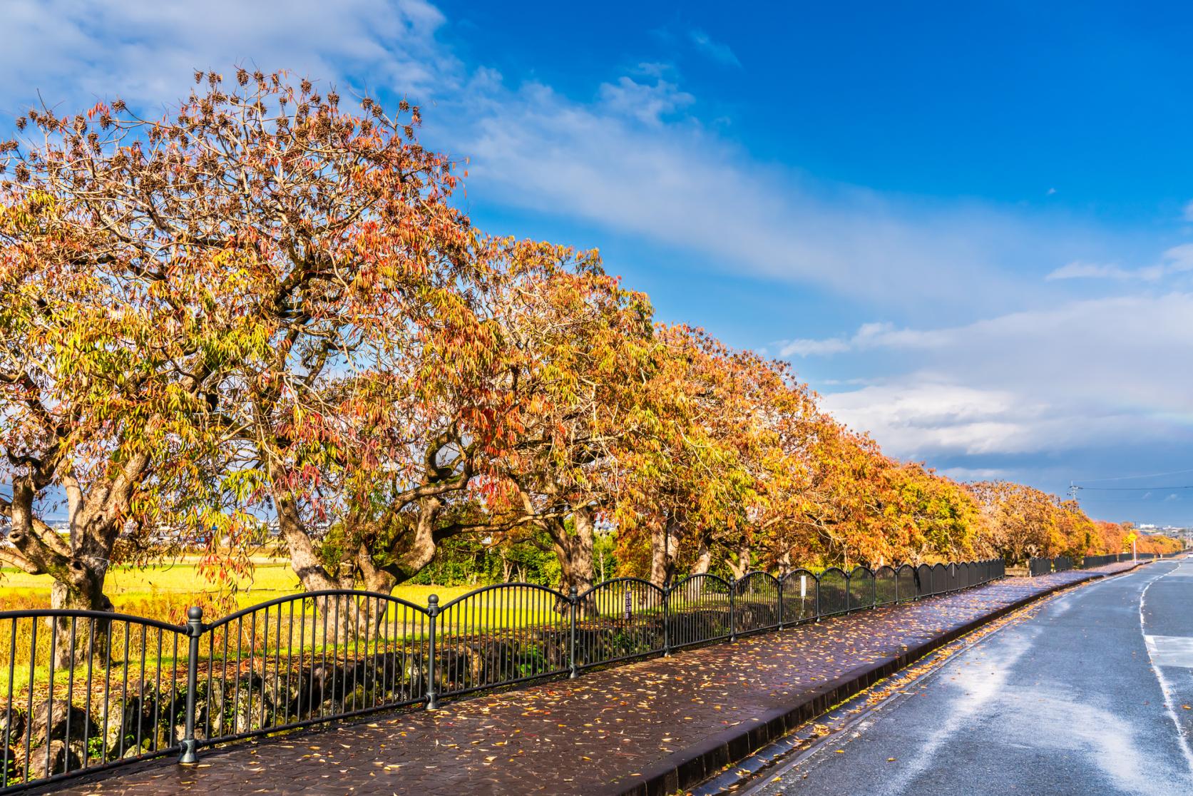 柳坂ハゼ祭り-1