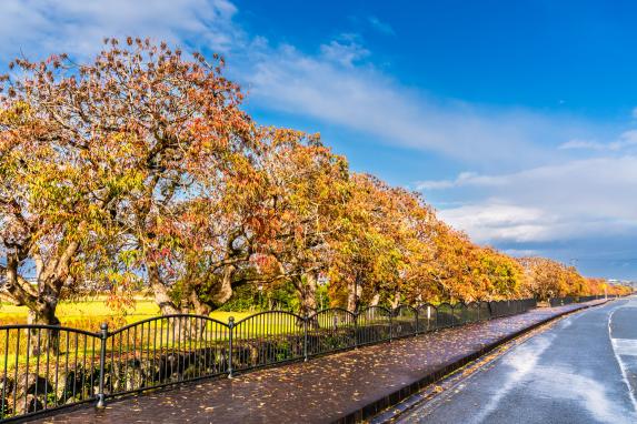 柳坂ハゼ祭り-1