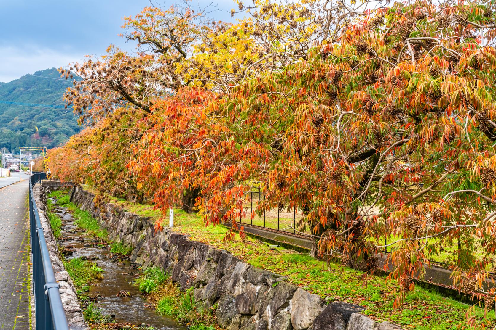 柳坂ハゼ祭り-3