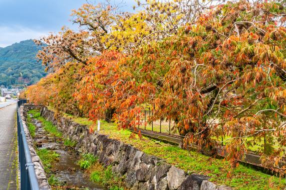 柳坂ハゼ祭り-3