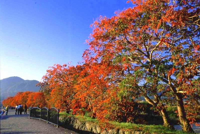 柳坂ハゼ祭り-2