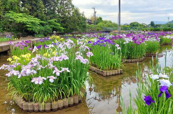 菖蒲花祭典（豐津運動公園）-1