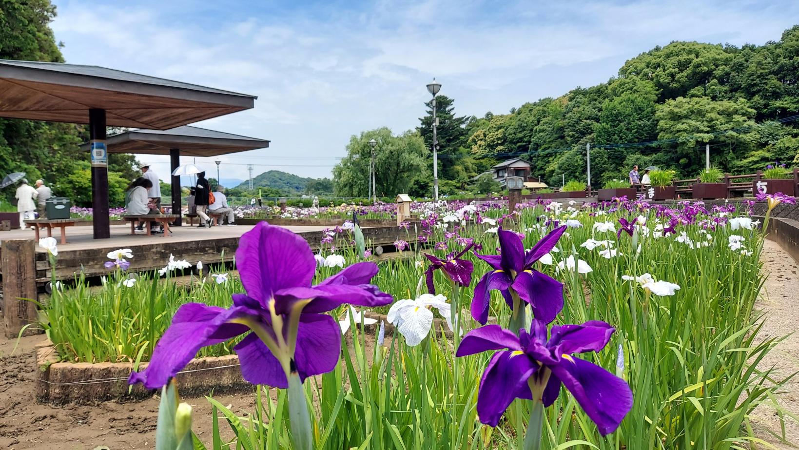 花菖蒲节（丰津运动公园）-4