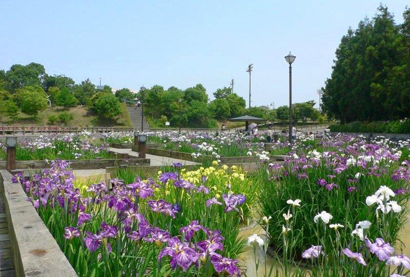 菖蒲花祭典（豐津運動公園）-6