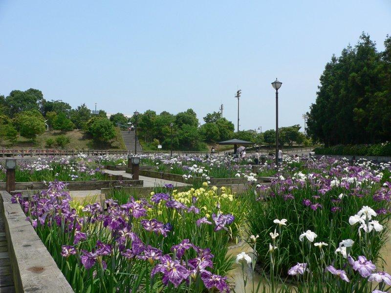 Hanashobu Matsuri (Iris Festival) in Toyotsu Athletic Park-1