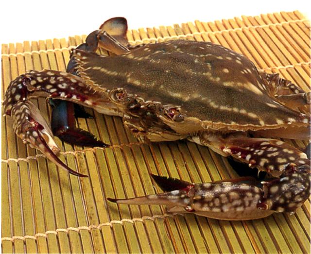 Buzen hon crab-1