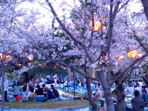 【三柱神社】高畑公園の桜（桜まつり）-2