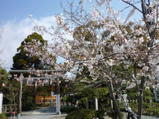 【三柱神社】高畑公園の桜（桜まつり）-0