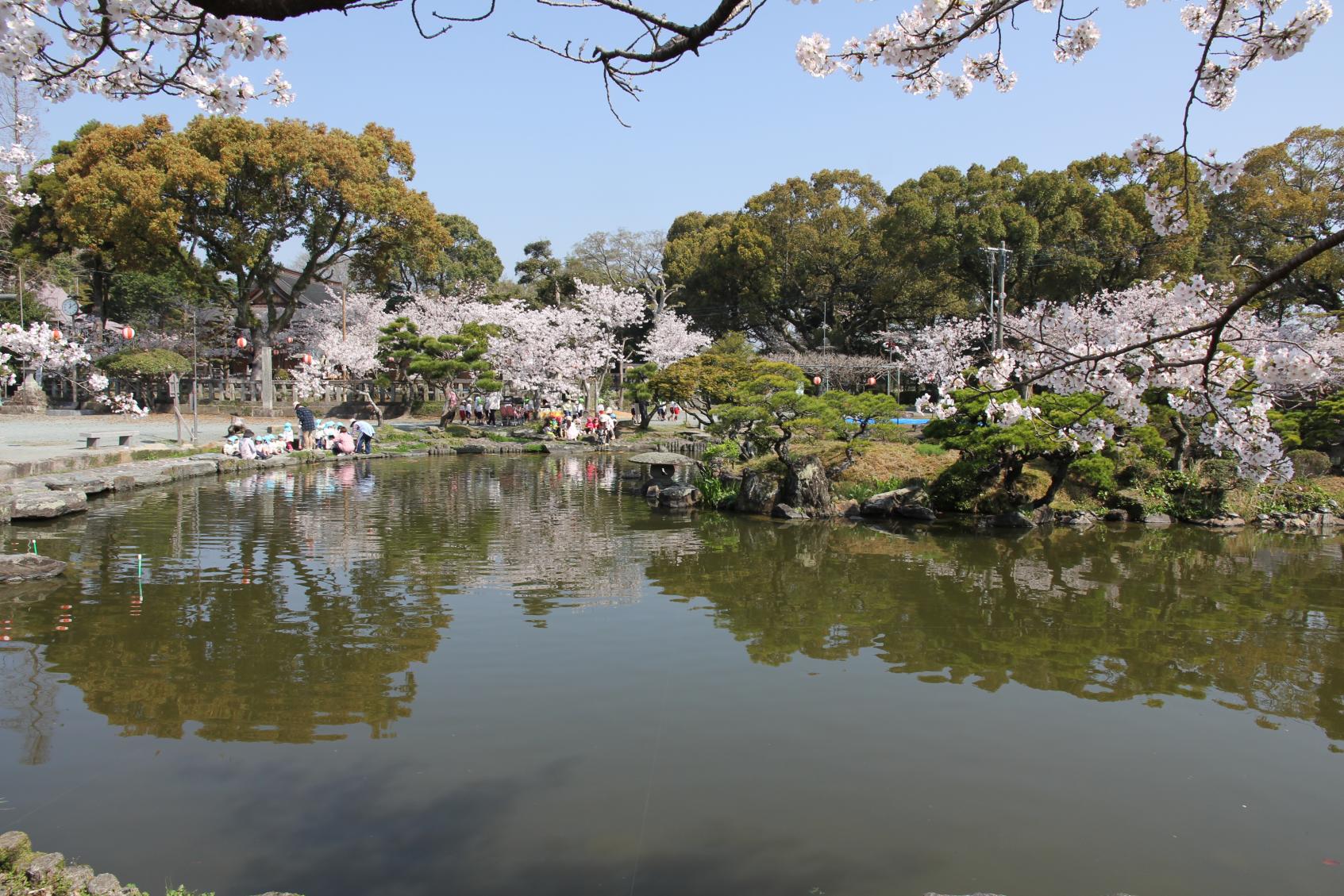 【三柱神社】高畑公園の桜（桜まつり）-3